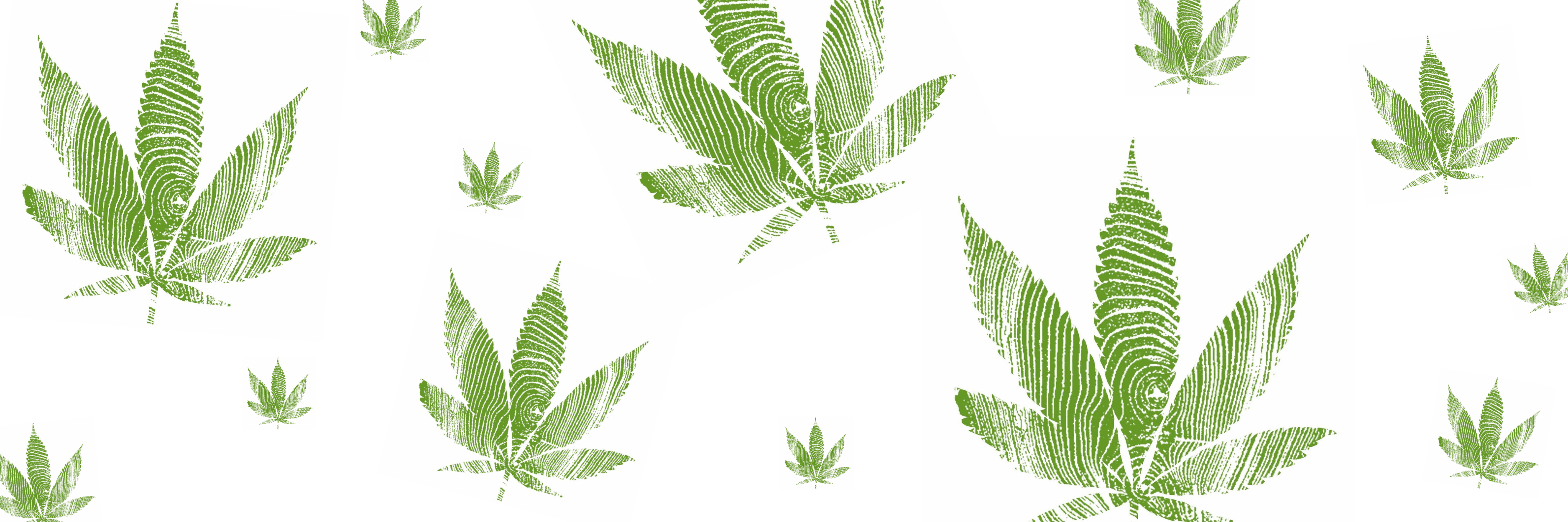 Cannabis